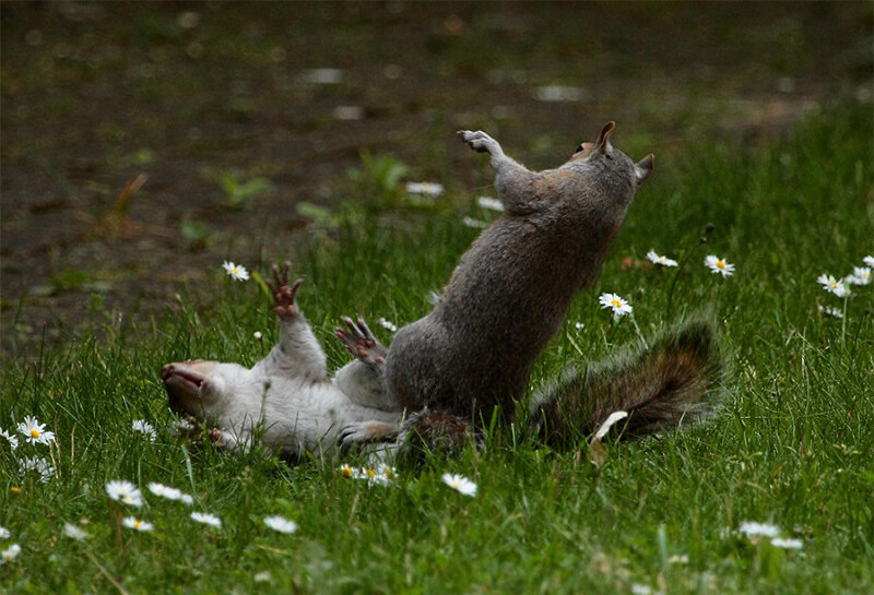 英国两松鼠为争食大打出手似忍者决斗